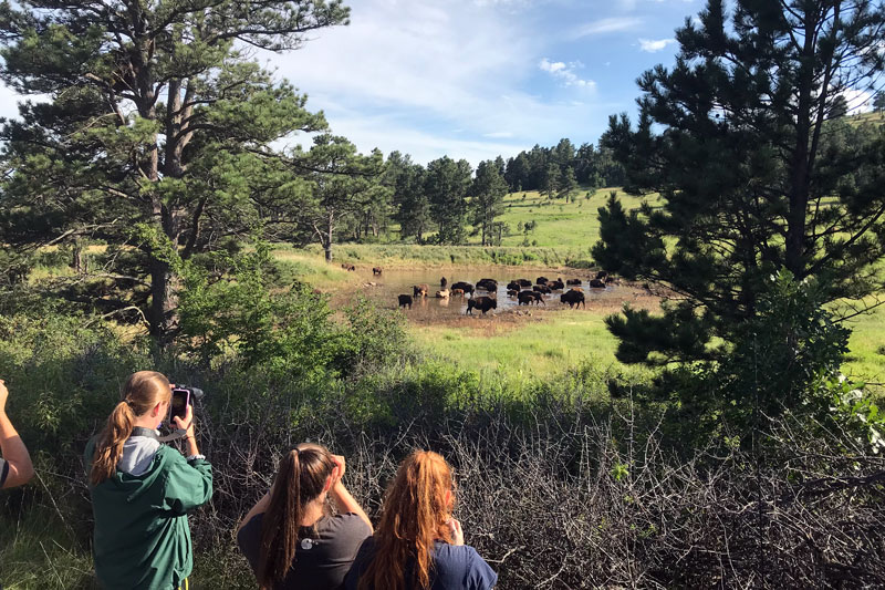 Students taking pictures of bison from afar