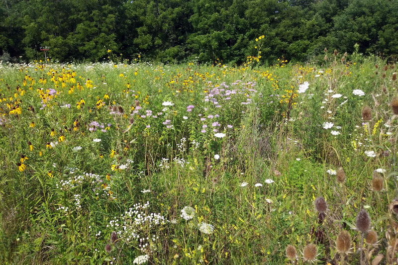 A field of wildflowers near Randall Center