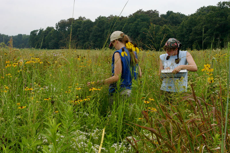 A pair of students in a field of wildflowers taking observations