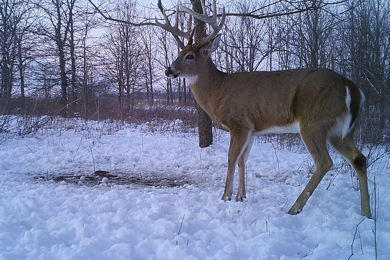 A whitetail deer in a snowy wood